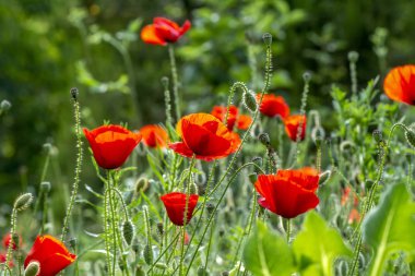 Tarla çiçeklerinin makro çekimi