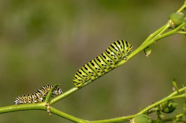 Swallowtail - stok görüntü güzel aterpillar