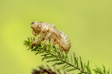 Güzel doğa sahnesi makro ağustos böceği derisi. Göz ve kanat ayrıntıları gösteriliyor. Ağustosböceği arka plan ya da duvar kağıdı olarak kullanılarak vahşi yaşam ortamında ağustos böceği. Ağaca yapıştı.