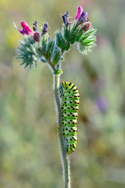 Swallowtail - stok görüntü güzel aterpillar