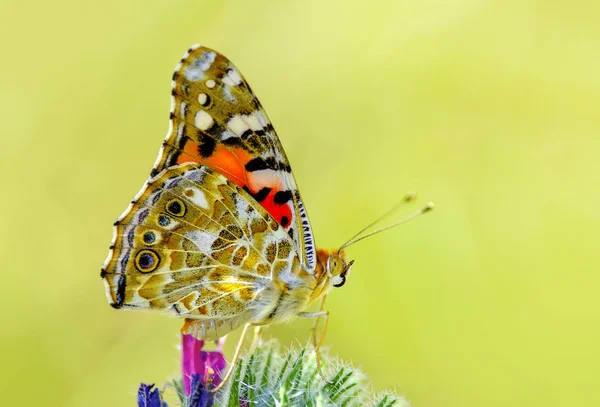Zbliżenie Piękne Motyle Siedząc Kwiat — Zdjęcie stockowe