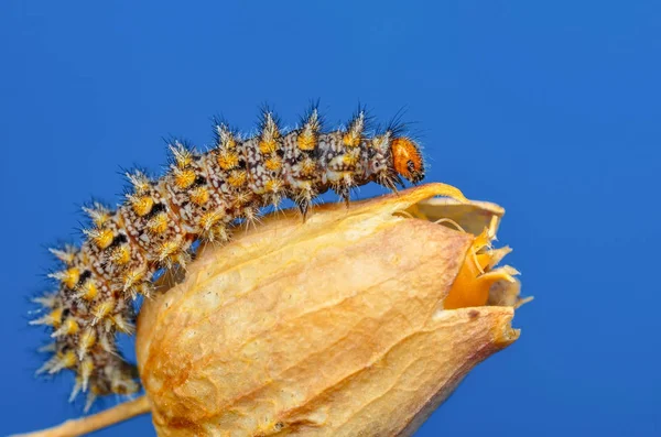 Gyönyörű Aterpillar Pillangó Stock Kép — Stock Fotó