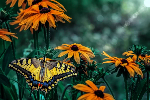 Makro Çekimler Güzel Doğa Sahnesi Yeşil Bukalemun — Stok fotoğraf