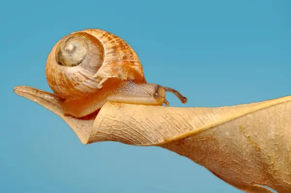 Belo Caracol Jardim — Fotografia de Stock