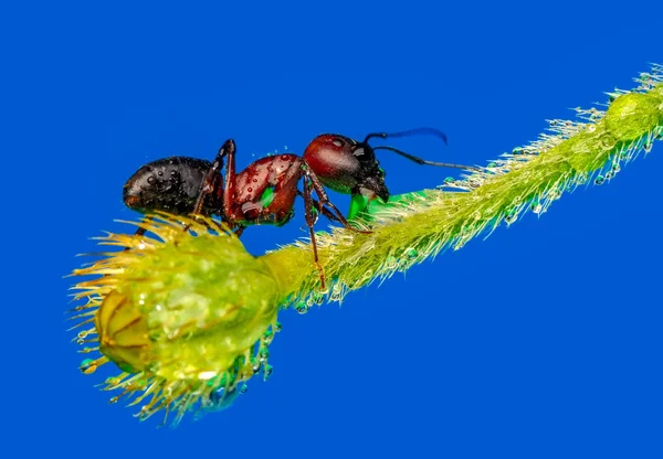아름다운 개미의 — 스톡 사진