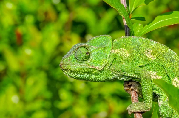 Makro Felvételek Gyönyörű Természet Jelenet Zöld Kaméleon — Stock Fotó