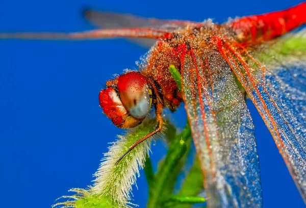 Schöne Marienkäfer Auf Blatt Defokussiert Hintergrund — Stockfoto