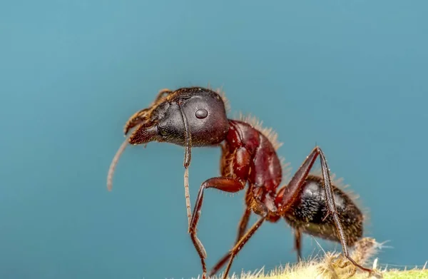 Beautiful Strong Jaws Red Ant Close — Stock Photo, Image