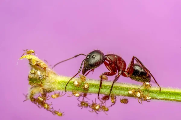 红蚂蚁特写美丽而强壮的下颚 — 图库照片