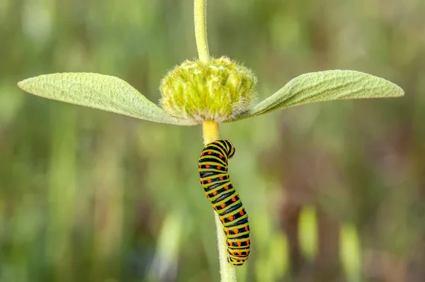 Swallowtail Stok Görüntü Güzel Aterpillar — Stok fotoğraf