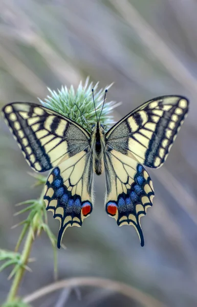 Gros Plan Beaux Papillons Assis Sur Fleur — Photo