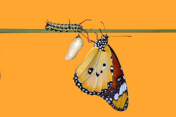 Дивовижний Момент Монарх Метелик Виходить Своїх Хризантем — стокове фото