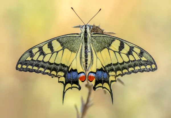 Closeup Beautiful Butterflies Sitting Flower — Stock Photo, Image