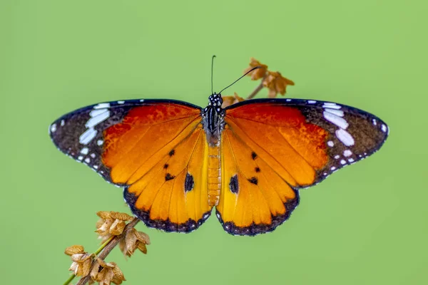 Närbild Vackra Fjärilar Sitter Blomma — Stockfoto