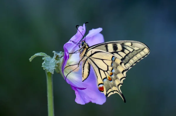 Closeup Bela Borboleta Sentado Flor — Fotografia de Stock