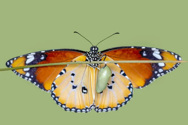 驚くべき瞬間 その菊から出てくるモナーク蝶 — ストック写真