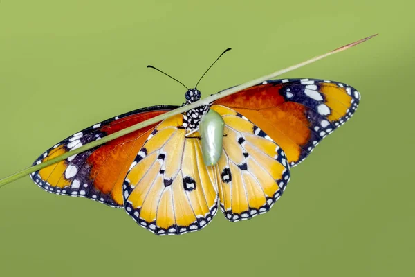 神奇的时刻 帝王蝴蝶从菊花中出现 — 图库照片