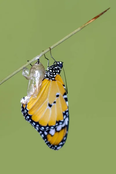 Momento Increíble Mariposa Monarca Emergiendo Crisálida —  Fotos de Stock