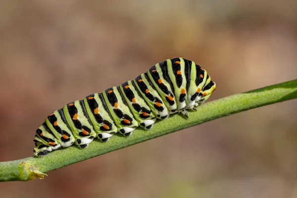 Όμορφη Aterpillar Της Swallowtail Απόθεμα Εικόνας — Φωτογραφία Αρχείου