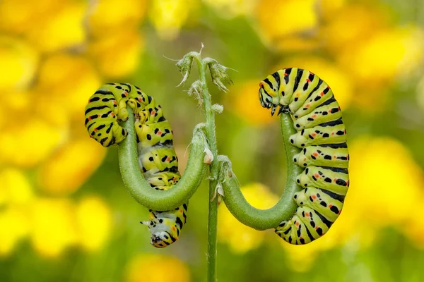 Vacker Aterpillar Swallowtail Stock Bild — Stockfoto