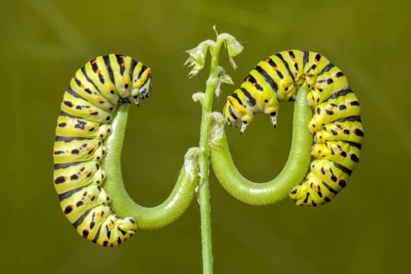 Piękne Aterpillar Swallowtail Obrazów Stockowych — Zdjęcie stockowe