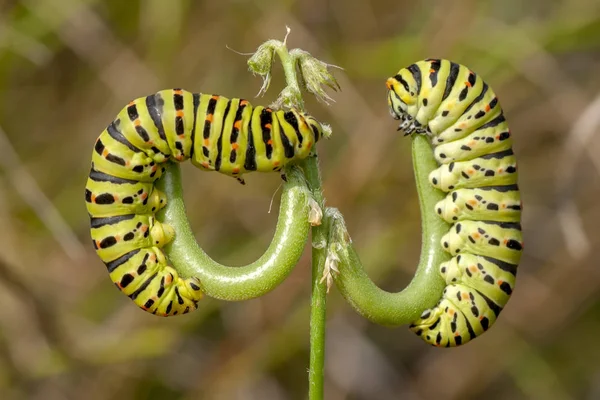 Mooie Aterpillar Van Swallowtail Stock Beeld — Stockfoto