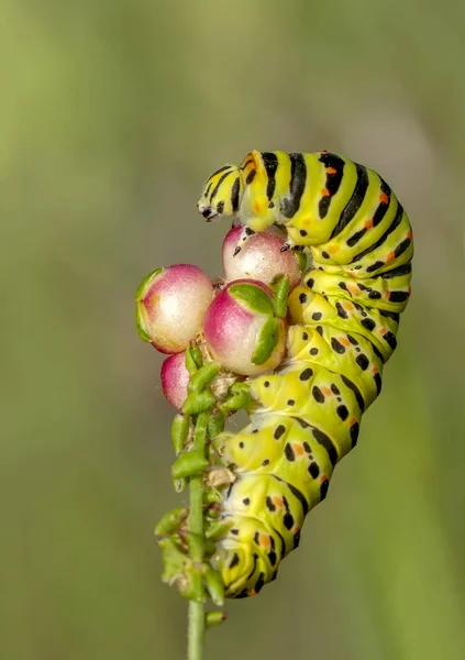 Όμορφη Aterpillar Της Swallowtail Απόθεμα Εικόνας — Φωτογραφία Αρχείου