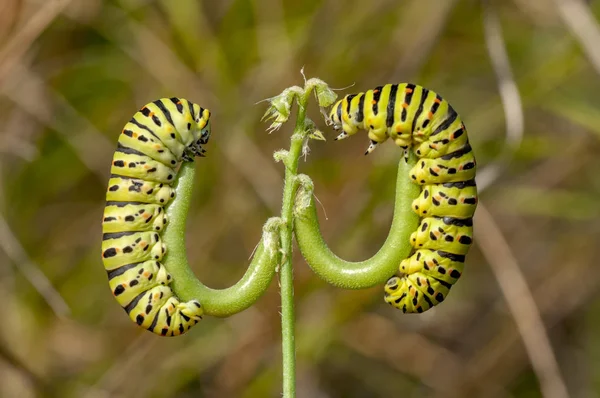 Swallowtail Stok Görüntü Güzel Aterpillar — Stok fotoğraf