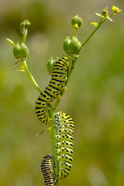 Krásná Aterpillar Otakárek Stock Image — Stock fotografie