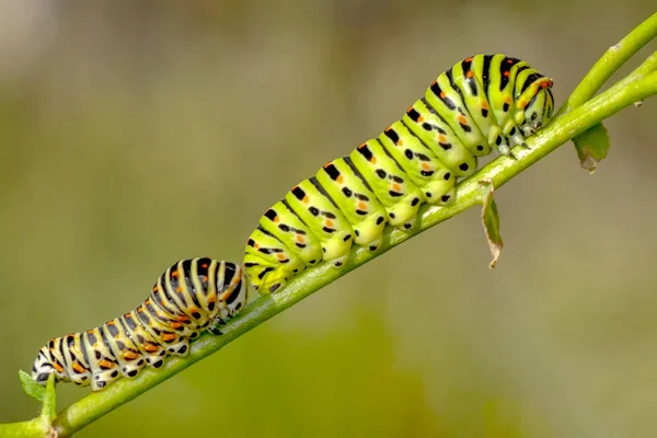 Schöne Raupe Des Schwalbenschwanzes Archivbild — Stockfoto