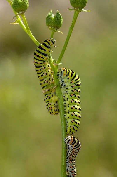 Mooie Aterpillar Van Swallowtail Stock Beeld — Stockfoto