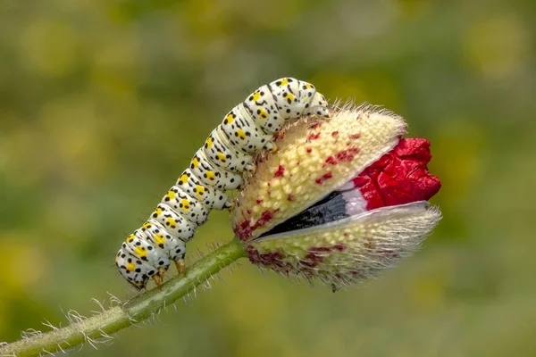 Swallowtail Stok Görüntü Güzel Aterpillar — Stok fotoğraf