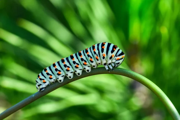 Gyönyörű Aterpillar Neve Stock Kép — Stock Fotó