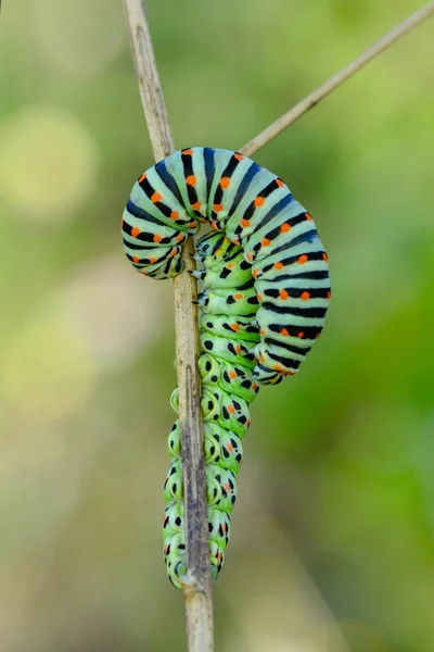 Swallowtail Stok Görüntü Güzel Aterpillar — Stok fotoğraf