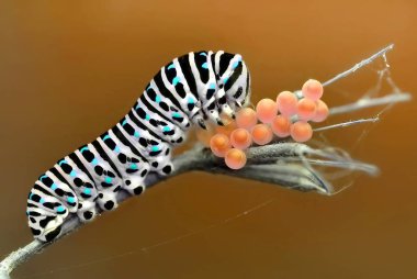Swallowtail - stok görüntü güzel aterpillar