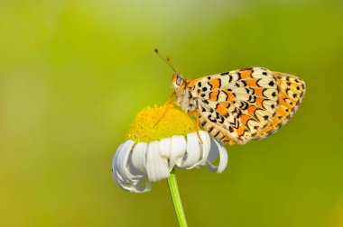 Çiçek oturma portre güzel kelebek
