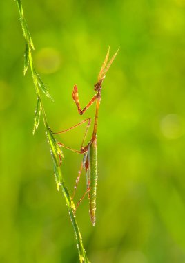 Bir çift güzel Avrupa peygamberdevesi (Mantis religiosa )