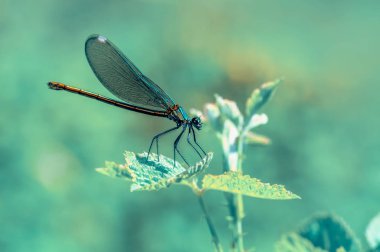 Makro çekimler, Güzel doğa sahnesi yusufçuk sineği. 
