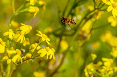 Yeşil doğa - stok görüntü güzel arı makroda