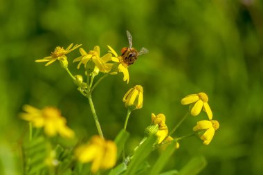 Yeşil doğa - stok görüntü güzel arı makroda