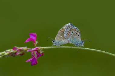 Çiçek oturma portre güzel kelebek