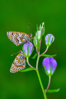 Çiçek oturma portre güzel kelebek