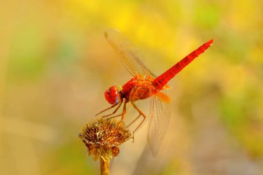 Makro çekimler, Güzel doğa sahnesi yusufçuk sineği. 