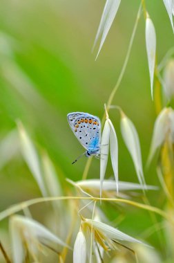 Çiçek oturma portre güzel kelebek