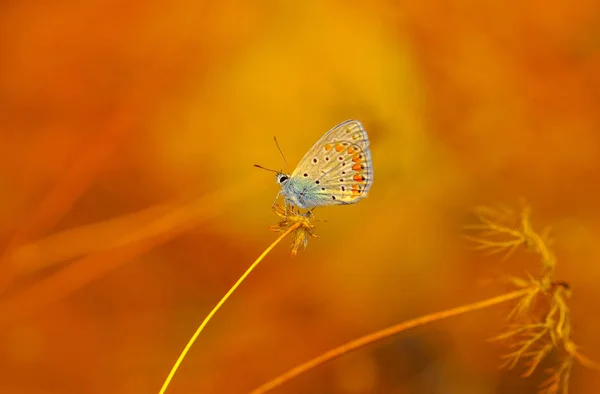 Closeup Bela Borboleta Sentado Flor — Fotografia de Stock