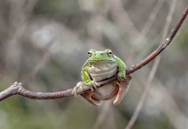 Prachtige Europaean Tree Kikker Hyla Arborea Stock Beeld — Stockfoto