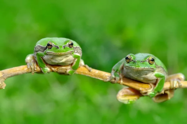 Bella Rana Albero Europaean Hyla Arborea Immagine Scorta — Foto Stock