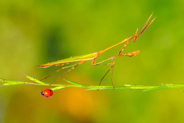 Gros Plan Paire Belle Mante Européenne Mantis Religiosa — Photo