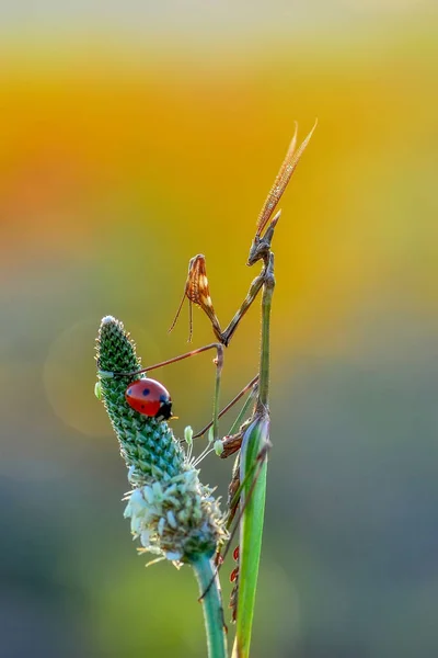 Пара Чудових Європейських Богомолів Mantis Religiosa — стокове фото