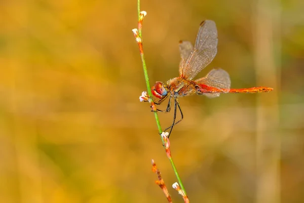 Fotos Macro Hermosa Escena Naturaleza Libélula — Foto de Stock